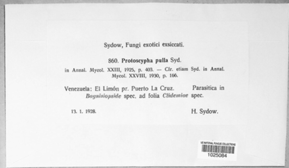 Protoscypha image